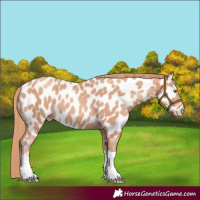 Horse Color:Gold Champagne Tobiano Appaloosa Rabicano