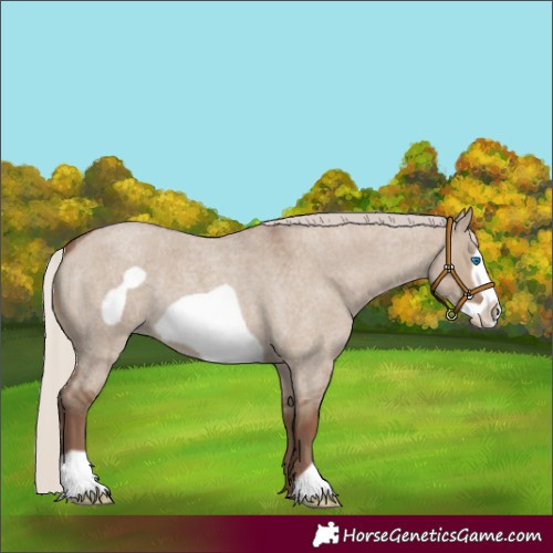Horse Color:Silver Grullo Roan Frame 
