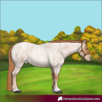 Horse Color:Red Roan Pearl 