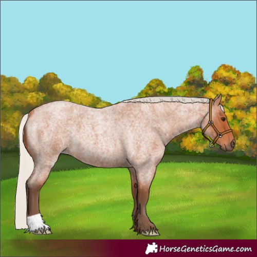 Horse Color:Silver Bay Roan 