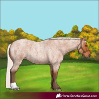 Horse Color:Silver Bay Roan 