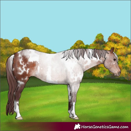Horse Color:White Spotted Chocolate Bay 