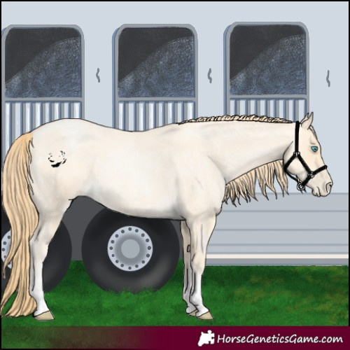 Horse Color:Buckskin Roan Pearl  and Buckskin Roan Pearl 
