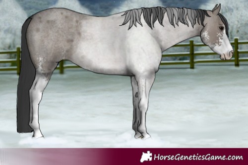 Horse Color:Grullo Roan Sabino 