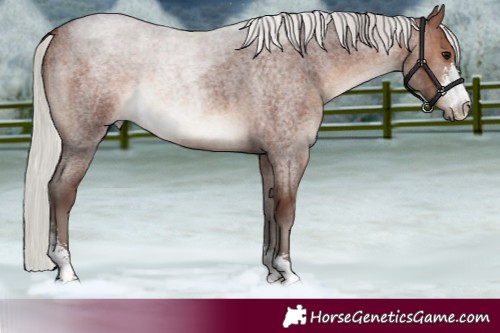 Horse Color:Silver Brown Roan Sabino 