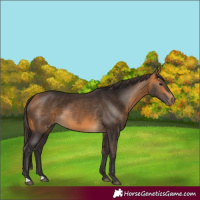 Horse Color:Buckskin 