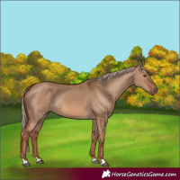 Horse Color:Red Dun 