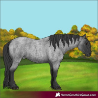 Horse Color:Blue Roan 