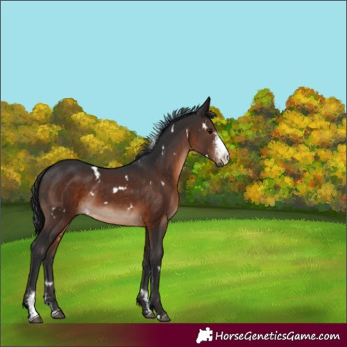 Horse Color:White Spotted Brown Sabino Rabicano 