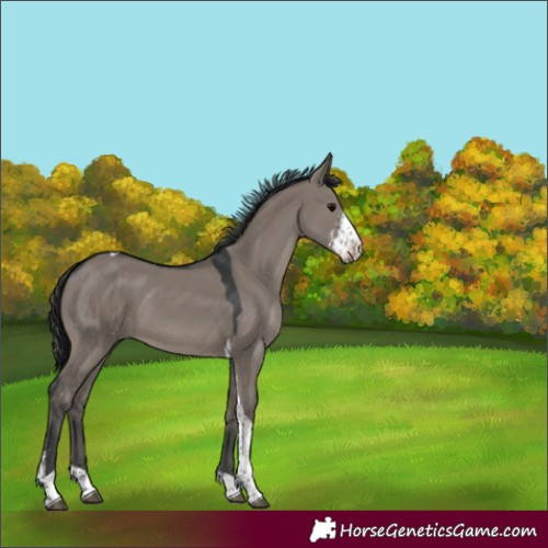 Horse Color:Grullo Sabino Tobiano 