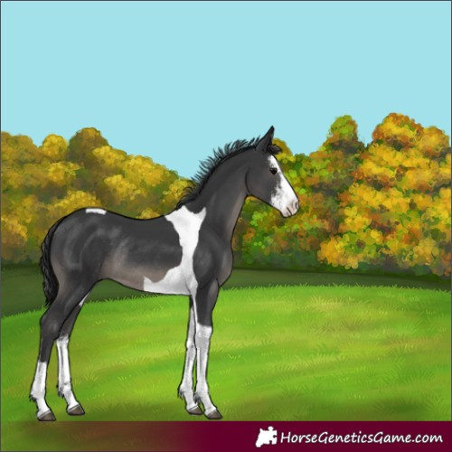 Horse Color:Black Sabino Tobiano Rabicano 