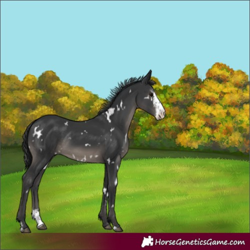 Horse Color:White Spotted Black Sabino Rabicano 