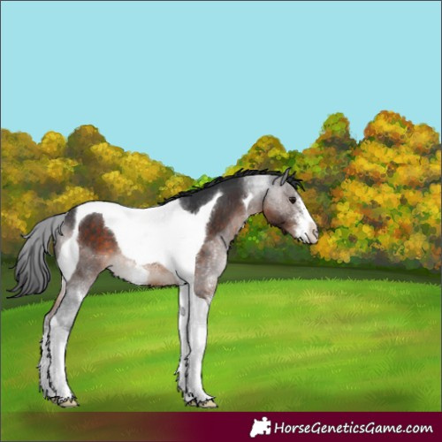 Horse Color:Brown Sabino Tobiano Rabicano 