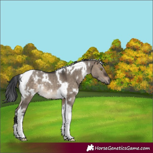 Horse Color:White Spotted Brown Dun Tobiano Rabicano 