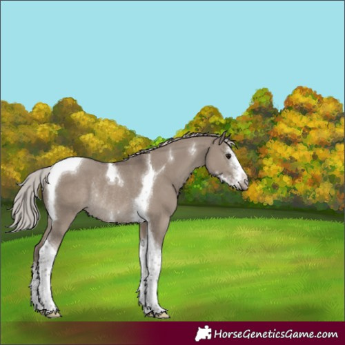 Horse Color:Silver Grullo Sabino Tobiano Rabicano 