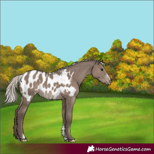 Horse Color:Silver Grullo Sabino Tobiano Blanket Rabicano 