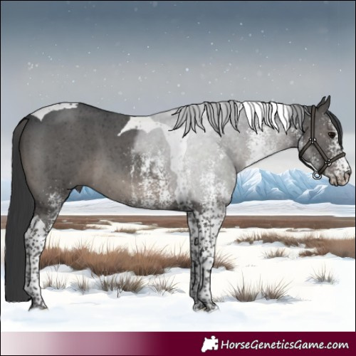 Horse Color:White Spotted Black Tobiano 