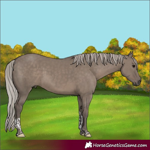 Horse Color:Silver Grullo Tobiano 