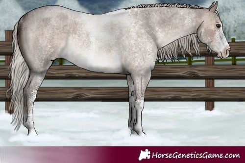 Horse Color:White Spotted Silver Brown Roan Dun Rabicano 