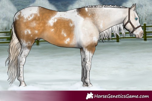 Horse Color:White Spotted Chocolate Palomino Dun Splash Tobiano 