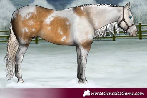 Horse Color:White Spotted Chocolate Palomino Dun Splash Tobiano 