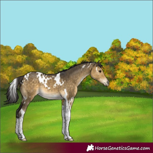 Horse Color:White Spotted Buckskin Dun Tobiano 