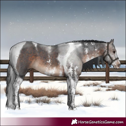 Horse Color:Bay Sabino Tobiano 