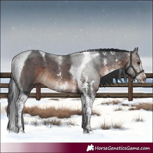 Horse Color:Bay Sabino Tobiano 