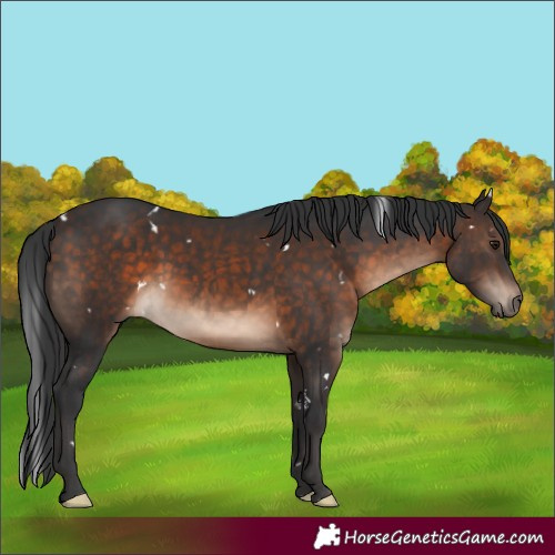 Horse Color:White Spotted Brown 