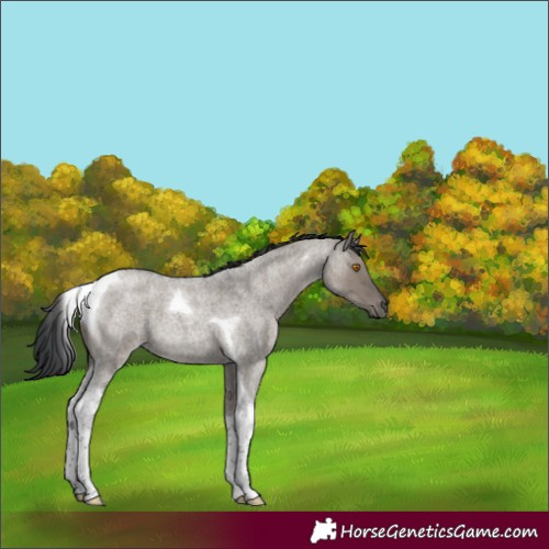 Horse Color:Grullo Roan Tobiano 