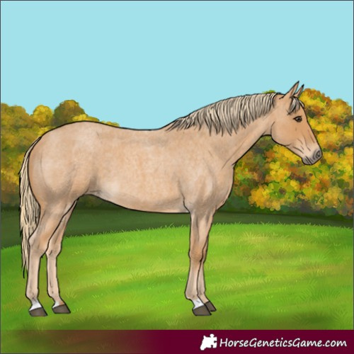 Horse Color:Red Roan 