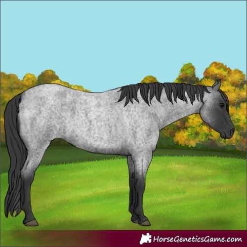Horse Color:Blue Roan 