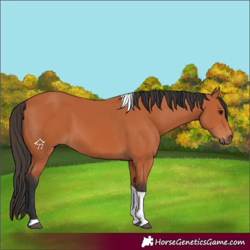 Horse Color:Bay Tobiano 