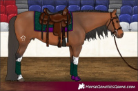 Horse Color:Bay Tobiano 