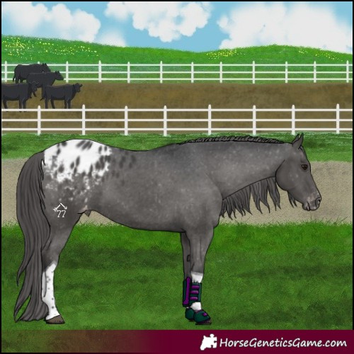 Horse Color:Black Tobiano Appaloosa 