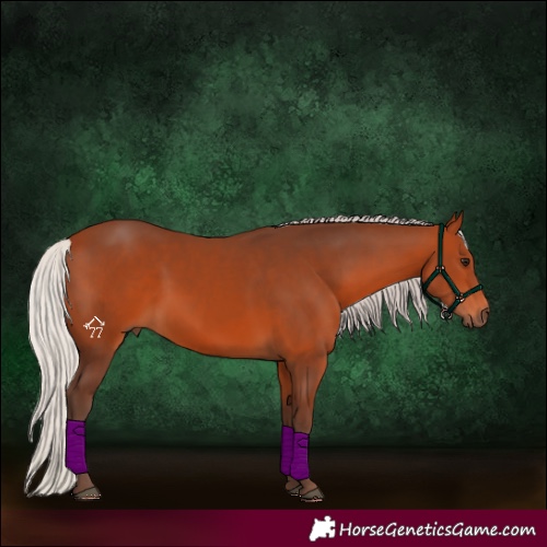 Horse Color:Silver Bay 