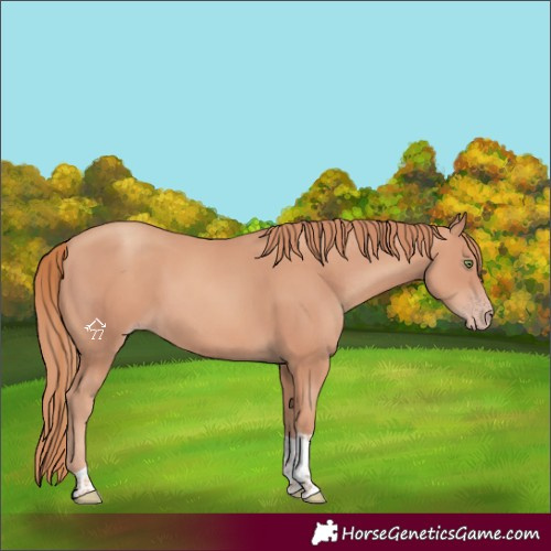 Horse Color:Gold Champagne Tobiano
