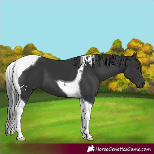 Horse Color:Black Tobiano 