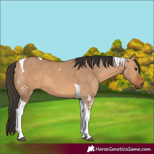 Horse Color:Bay Dun Tobiano 