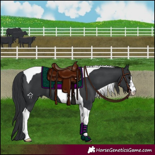 Horse Color:Black Tobiano 