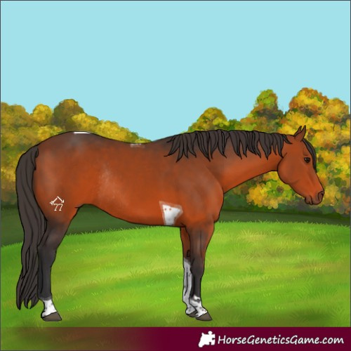 Horse Color:Bay Tobiano Rabicano