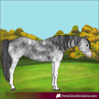 Horse Color:White Spotted Black