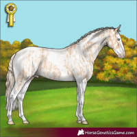Horse Color:Gold Cream Champagne Roan Splash Tobiano  and Sable Cream Champagne Roan Pearl Dun Splash Appaloosa Rabicano 