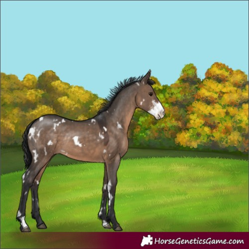 Horse Color:White Spotted Brown Dun Sabino Rabicano 