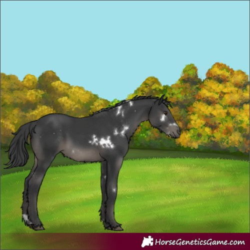 Horse Color:White Spotted Black Rabicano 
