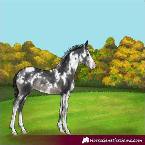 Horse Color:White Spotted Black Sabino Varnish Rabicano 