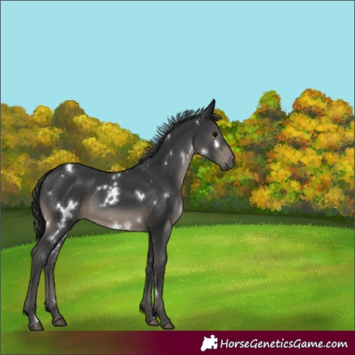 Horse Color:White Spotted Black Rabicano 