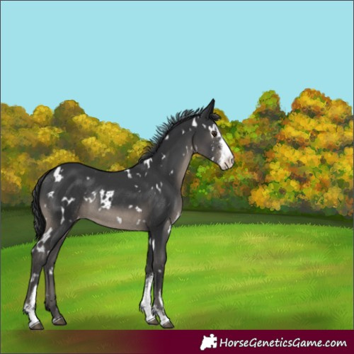 Horse Color:White Spotted Black Sabino Varnish Rabicano 