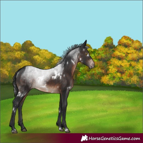 Horse Color:White Spotted Brown Appaloosa Rabicano 