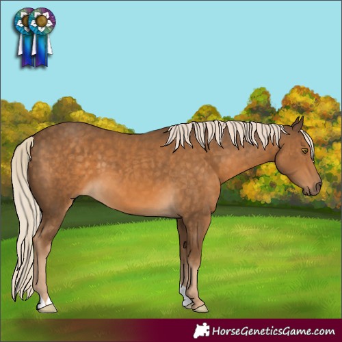 Horse Color:Chocolate Palomino 